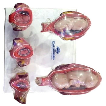 Embryo Models - Fetus Models - Pregnancy Models