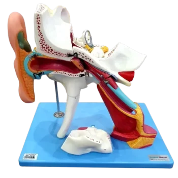 3D Ear Anatomy Model