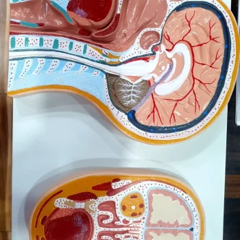 Frontal Brain Model and Head Model