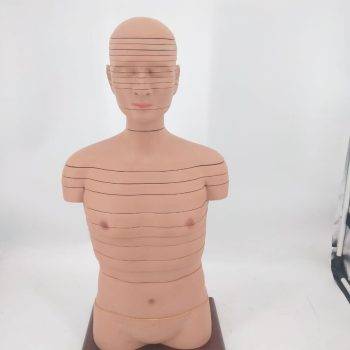 Human Torso | Disc Torso