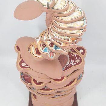 Human Torso model