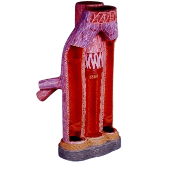 Magnified Artery and Vein Model – Medical Hut
