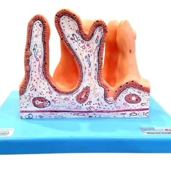 Small Intestine Model