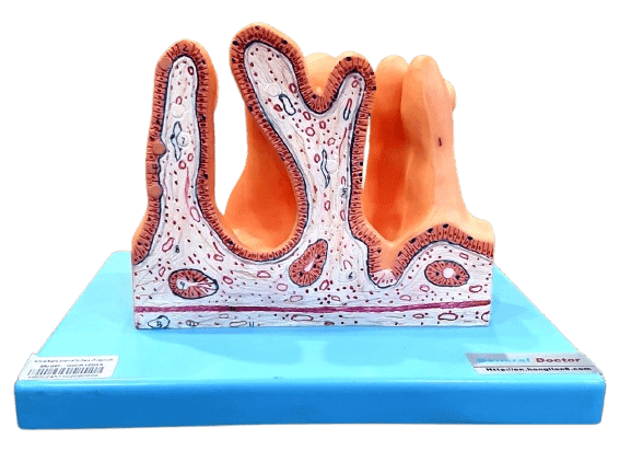 Small Intestine Model